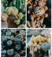 100 Mixed Rare Succulent Seeds, Mult-Color Indoor/Outdoor Plant