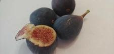 30 Semillas De Higo Orgánicas-30 Organic Fig Seeds
