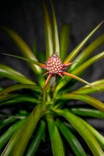 Bromeliad - Ananas Mini Me 6" pot - Live Plant