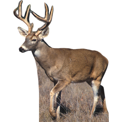 H13187 White Tail Buck Deer 2 Hunting Outdoors Cardboard Cutout standup