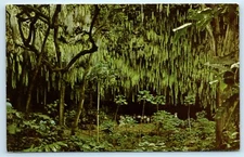 POSTCARD Fern Grotto Kauai's Wailua River Hawaii Vegetation