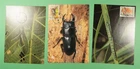 DR WHO TAIWAN CHINA 3 FDC MAXIMUM CARD INSECT R62555