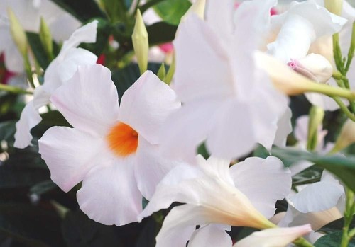 Maceta de 4 pulgadas con flor blanca gigante Mandevilla - Imagen 4 de 7