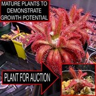 D. Graomogolensis Sundew Potted. Large Easy Care Species (Read Description) — photo 1