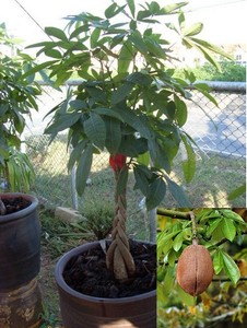 Details About 5 Seed Pachira Money Tree Rare Indoor Plant Bonsai Large Good Luck - 