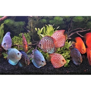 discus fish ebay