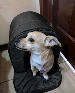 Pelzin Orthopedic Portable Indoor Medium Dog House Soft Fabric No Metal Parts