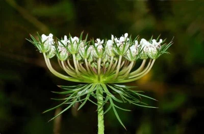 VALLEY VIEW RANCH MN Wild Carrot 'Queen Anne's Lace" Tincture or Seeds/ Organically grown / GMO FREE