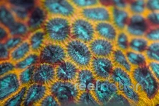 JF Yellow Submarine Favia  Coral Frag SPS Zoa LPS Paly Polyps