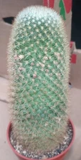 Mammillaria pilcayensis Bronze Spines Huge Clumping Cactus
