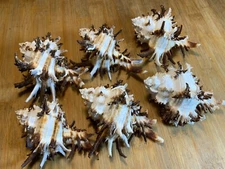 6 Large Long Spine Endive Murex Seashells Crafts Decor Shells Free Ship!