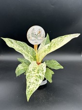 Anthurium Hookeri Variegated - 4" Pot Live Plant - Free Shipping