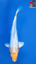 6" HARIWAKE Live Koi Fish Garden Pond 10/30