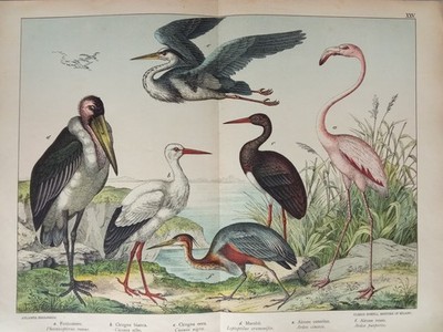 Antique Ornithological Chromolithograph Zoological Table Original Birds Waders