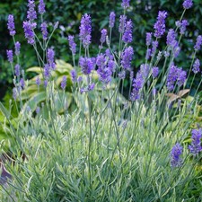 Lavender 'Platinum Blonde' Plugs x3 - Variegated Scented Hardy Shrub Pot