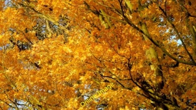 Foto 6x4 Final Floorish of Autumn Color Cradley\/SO7347 Detail der A c2014