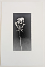 Darrel Anderson: Stephen King 