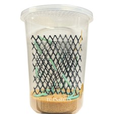 Live Hornworms for Reptiles Chameleons Bearded Dragons Feeder Insects