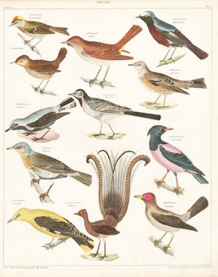 Nachtigall nightingale Drossel Thrush Vögel birds engraving Oken Stahlstich 1830