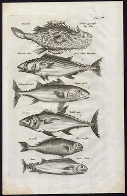 Antiker Druck - Pilot Fisch - Thunfisch - Jonston - Merian - 1657