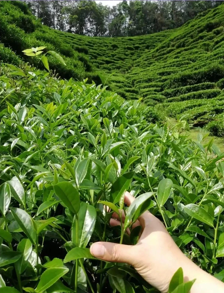 20 Pcs Chinese Green Tea Seeds, Camellia Sinensis Seed, Herbal Teas for Planting - Image 3 of 4