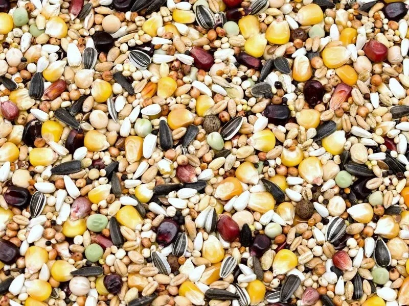 25kg Mauserfutter Taubenfutter Mauserhilfe Proteinfutter Mauser Vogel 25 kg - Bild 2 von 4