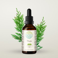 HerbEra Thuja Alcohol-FREE Tincture Wildcrafted (Thuja plicata)