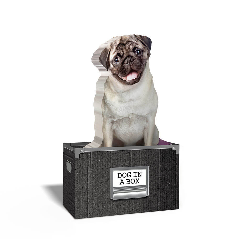 Bigliettini adesivi Mustard's Dog In A Box per tutte le tue idee migliori e più