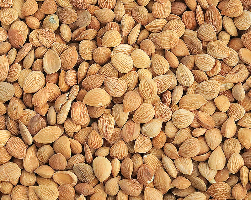 1 LB Bitter Apricot Kernels Organic Raw Bitter Apricot Seeds 苦杏仁 - image 2 of 4