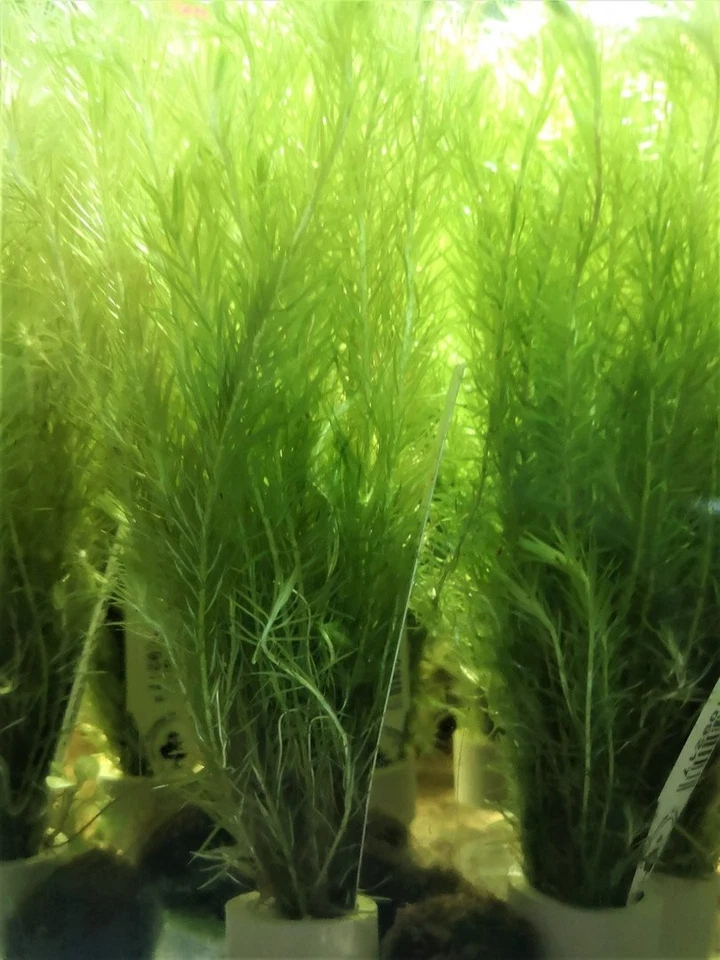 MAYACA VENDELLII FLUVIATILIS - PLANTE AQUATIQUE - PLANTE AQUARIUM - Photo 1/1