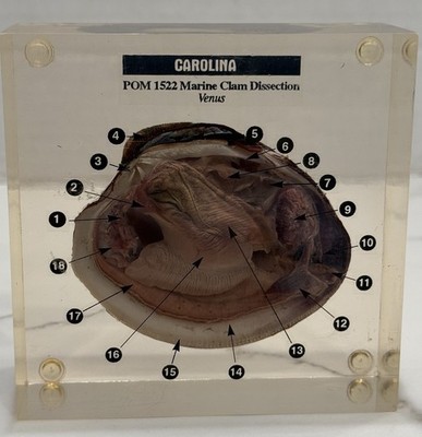 CAROLINA POM Marine Clam Dissection Anatomy Encased Acrylic Educational Display