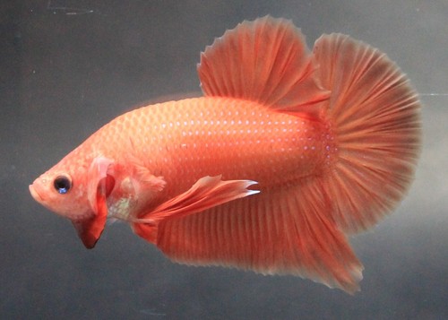 Thailand Rare Live Betta Fish Pet Super Orange Male Men Boy Plakat Plakad Fancy - Picture 3 of 13