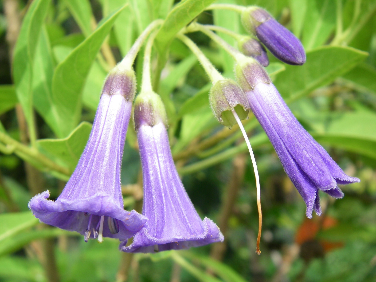 ACNITUS BLEU lot de 2 pieds arbustes à floraison longue d'été