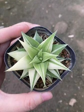 RareSucculent  Plant Haworthia 'Manda's Hybrid' Variegated Garden Decoration