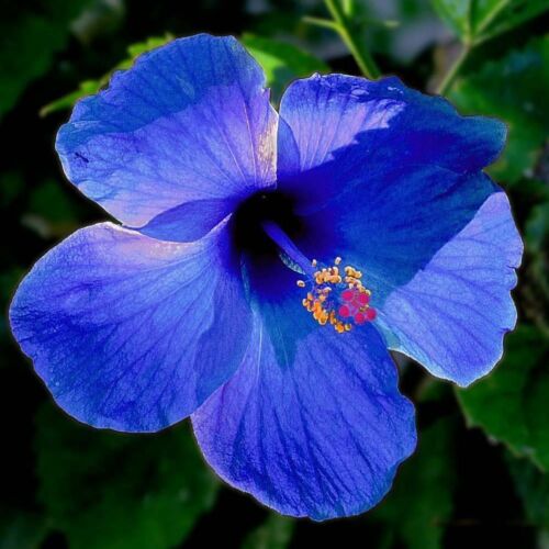 Bonsái flor azul hibisco rosa-sinensis grandes flores plantas de jardín 20 semillas - Imagen 1 de 12