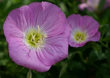675 SEEDS - primrose evening showy PINK GroCo USA - BUY ANY 15 ITEMS-SHIPS FREE