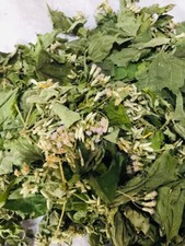 Ceylon Calea Zacatechichi Mexican Dream Herb ...