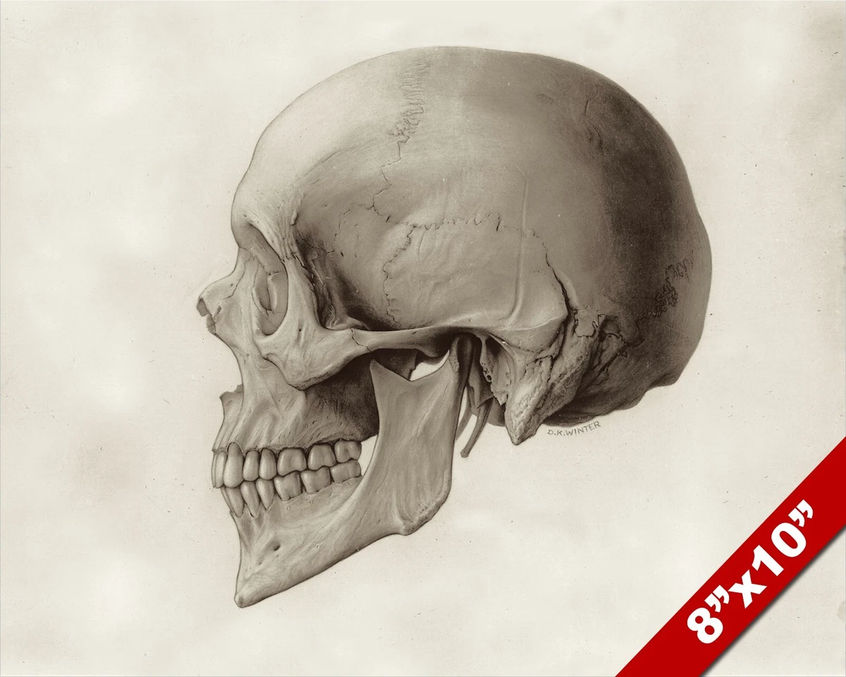 HUMAN SKULL SIDE PROFILE ANATOMY ILLUSTRATION PAINTING ART REAL CANVAS  PRINT