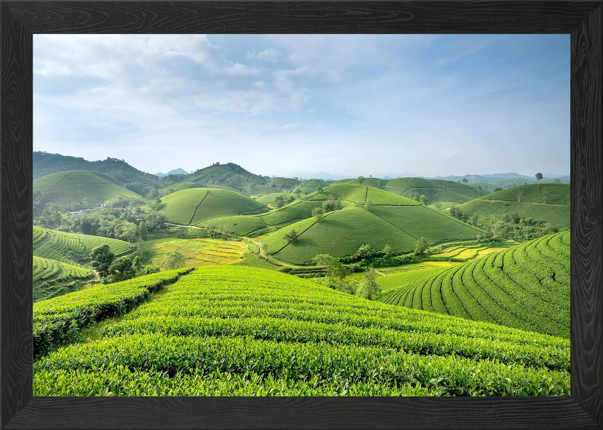 Plantation Landscape Framed Wall Art Poster Canvas Print Pic