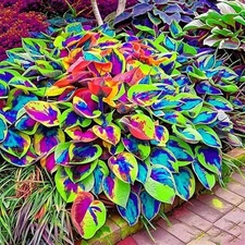 315+ Perennial Hosta Seeds - Shade Loving Foliage Plants for Outdoor Garden