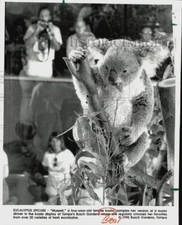 1990 Press Photo "Mueseli," 4-Year-Old Female Koala at Tampa's Busch Gardens