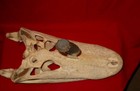 BCS SCHOPP MONTANA " GATOR HUNTER SKULL  "  SNAKE  LOGO  CUSTOM KNIFE — photo 5