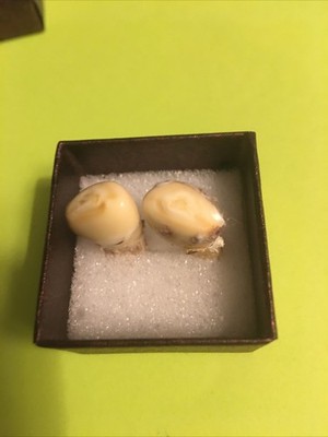 Set Of Matching Elk Ivories Uncleaned In Natural Condition Great For Jewelry
