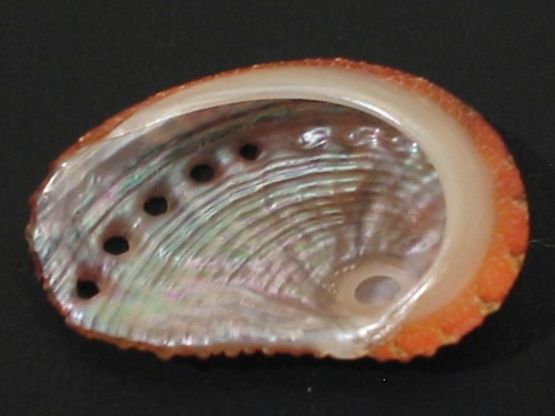 Rarely Seen...HALIOTIS CREBRISCULPTA~20.2mm/Gem~Singapore SEASHELL - Picture 3 of 3