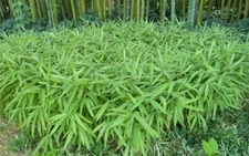 50 Dwarf Fernleaf Bamboo Seeds Privacy Plant Garden Clumping Shade Screen