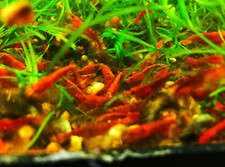 12 Red Neocaridina Shrimp LIVE - Home Tank Raised - Not Imports