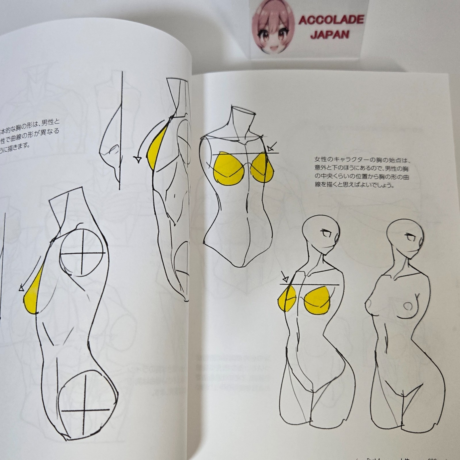 Directly from TACO! 390 tips for dramatically improving your human body drawing