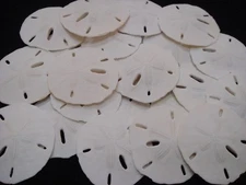 40 PCS FLORIDA KEYHOLE SAND DOLLAR SEA SHELL WEDDING DECOR 1 1/2" - 2"
