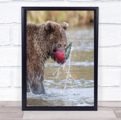 Braunbär Sockeye Lachs Alaska Katmai Nationalpark Look Wandbild Kunstdruck
