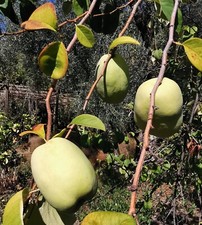 Double Quince Collection - Pseudocydonia sinensis, Chaenomeles japonica
